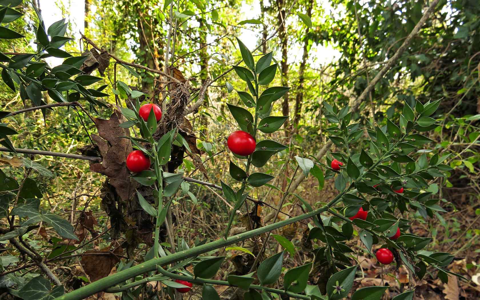 Nella Terra del Pungitopo